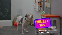 Project Owl