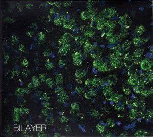 Bilayer