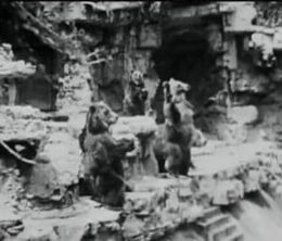 image-https://media.senscritique.com/media/000018481455/0/carousel_animal_opera.jpg