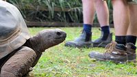 Tortoise First Date