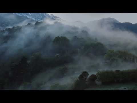 Bande-annonce de Ours simplement sauvage