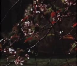 image-https://media.senscritique.com/media/000018539071/0/arc_of_spring.jpg