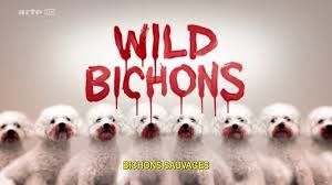 Bichons sauvages