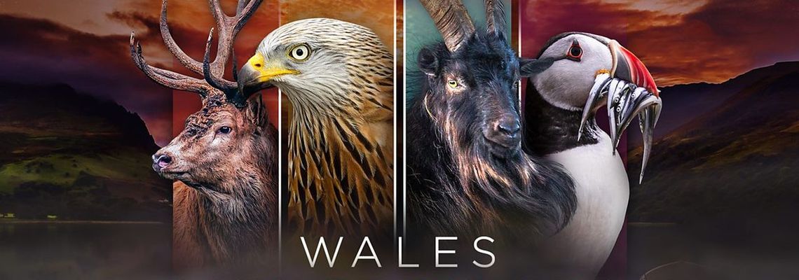 Cover Wales: Land of the Wild
