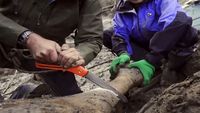 Cloning the Woolly Mammoth