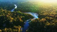 River Jaguar