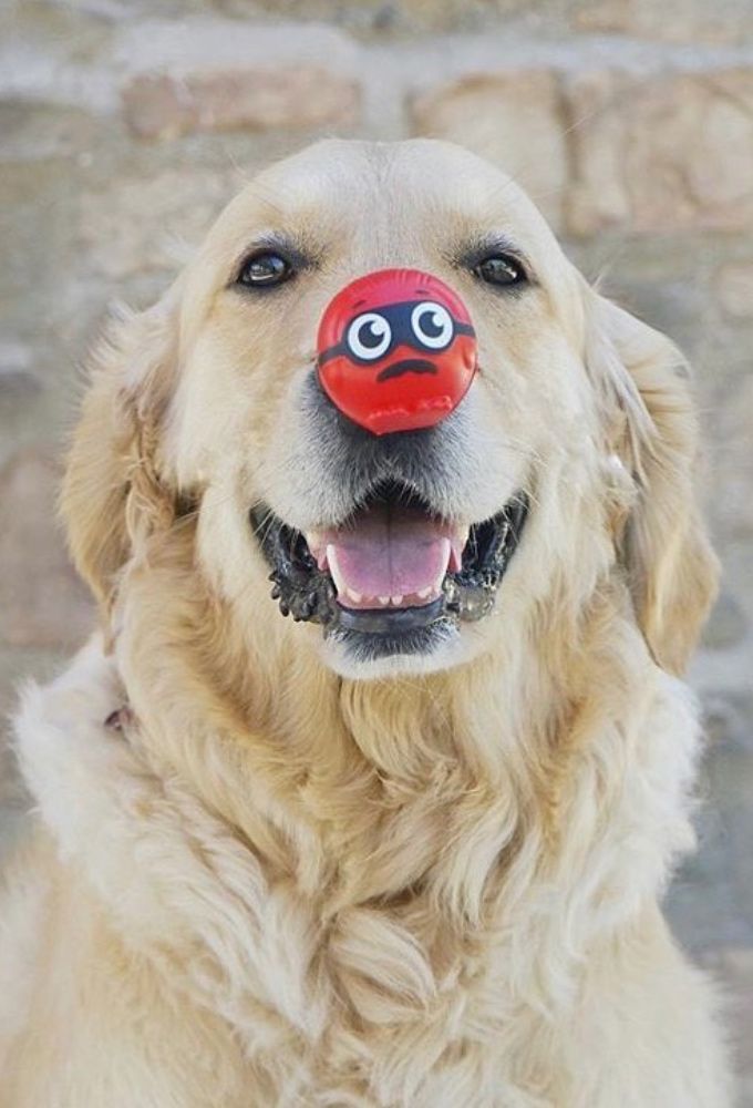 https://media.senscritique.com/media/000018569582/source_big/The_Red_Nose_Day_Special.jpg