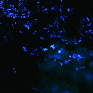 The Coldest Fire (EP)