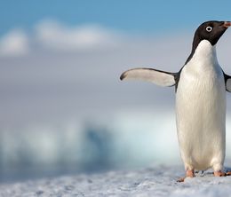 image-https://media.senscritique.com/media/000018615658/0/penguins.jpg