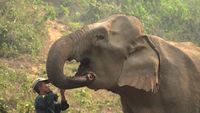 Protecting Asian Elephants in Laos