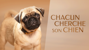 Chacun cherche son chien