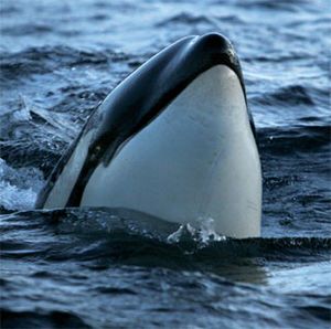 Marine Mammals and Fish of Lofoten and Vesterålen