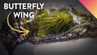 See INSIDE a Chrysalis! - Painting Wings with CRISPR