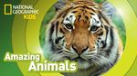 Affiche National Geographic: Amazing Animals