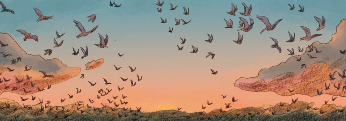 Cover Sur les ailes du monde, Audubon