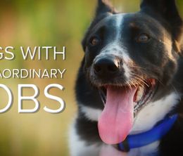 image-https://media.senscritique.com/media/000018826062/0/Dogs_with_Extraordinary_Jobs.jpg