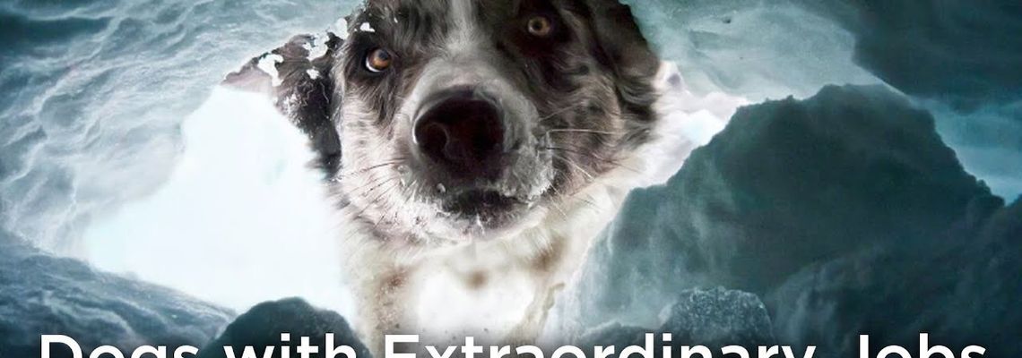 Cover Dogs with Extraordinary Jobs
