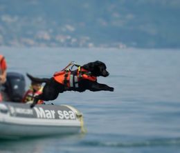 image-https://media.senscritique.com/media/000018826066/0/Dogs_with_Extraordinary_Jobs.jpg