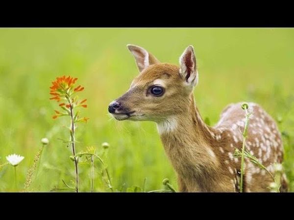 The Private Life of Deer