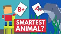 Which Animal Is The Smartest