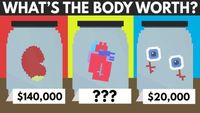 How Much Is The Human Body Worth?