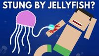 What Happens If You Get Stung By a Jellyfish?