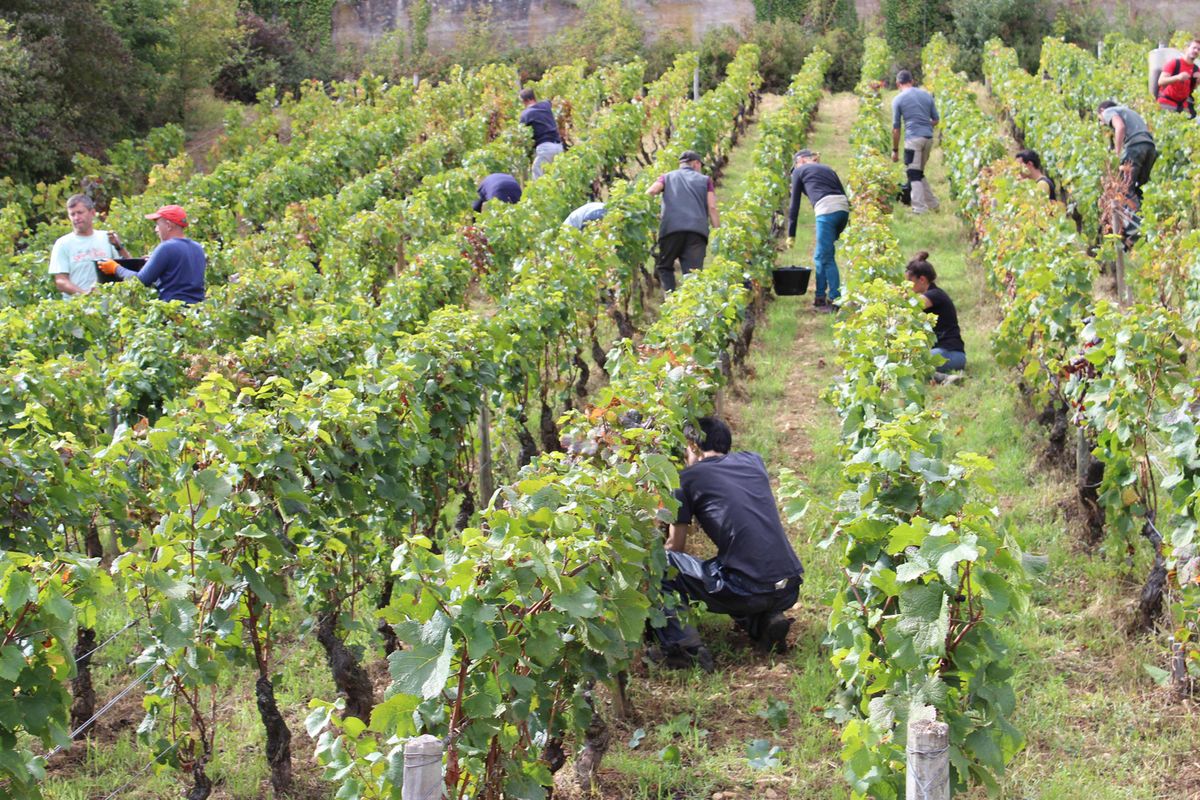 Film L'ame Du Vin L'Âme du vin - Documentaire (2019) - SensCritique