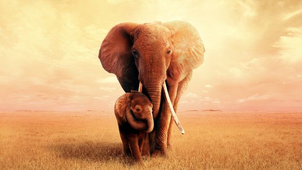 The Elephant Mother