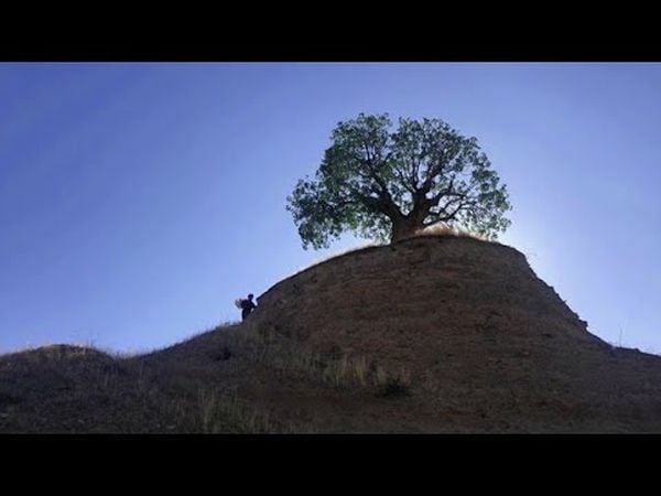 Le Père des Arbres