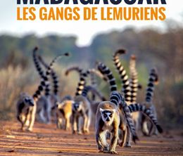 image-https://media.senscritique.com/media/000019034933/0/Gangs_de_lemuriens_a_Madagascar.jpg