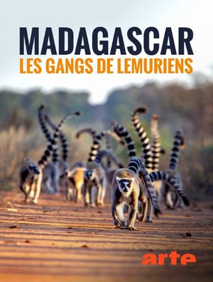 Gangs de lémuriens à Madagascar