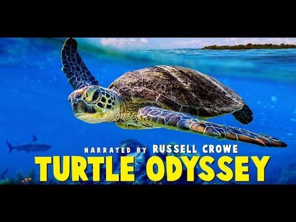 Turtle Odyssey