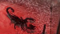 Meurtre ascendant Scorpion