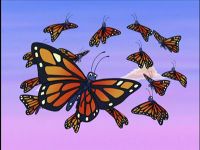La fête des papillons monarques