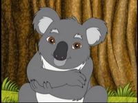 Gros câlin pour Joey le koala
