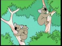 L'Australie - Les koalas