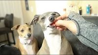 My Dogs Try Fruits And Vegetables