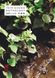 Couverture Inio Asano Anthology