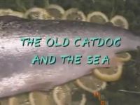 Old CatDog And The Sea