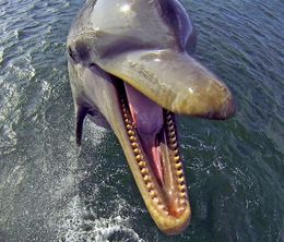 image-https://media.senscritique.com/media/000019180251/0/dolphins_spy_in_the_pod.jpg