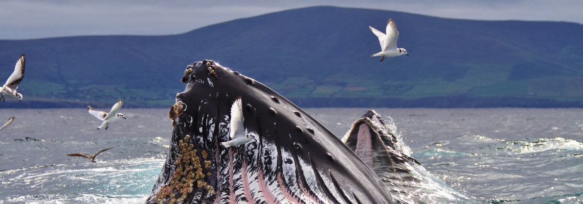 Cover Wild Ireland: The Edge of the World