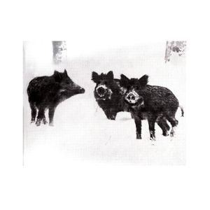 Naked Pigs (Single)
