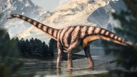 A Short Tale About Diplodocus' Long Neck