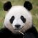 Avatar Virginie Panda Avatar Virginie Panda