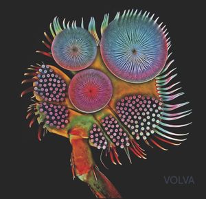 Volva