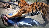 The Disturbing Psychology of a Man-Eating Tiger