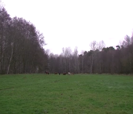 image-https://media.senscritique.com/media/000019279858/0/reve_de_cheval.png