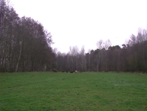 Rêve de cheval