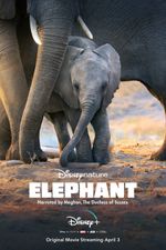 Affiche Éléphants Affiche Éléphants