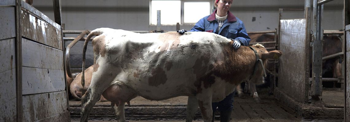 Cover Mjólk, la guerre du lait